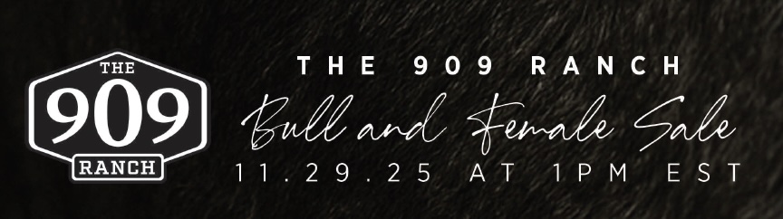 The 909 Ranch Bull and Female Sale photo