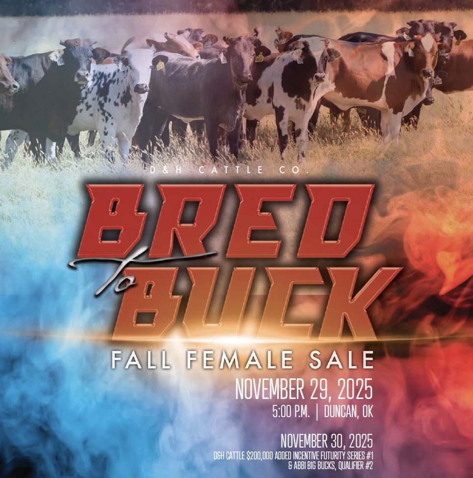 D&H Cattle Fall Female Sale photo