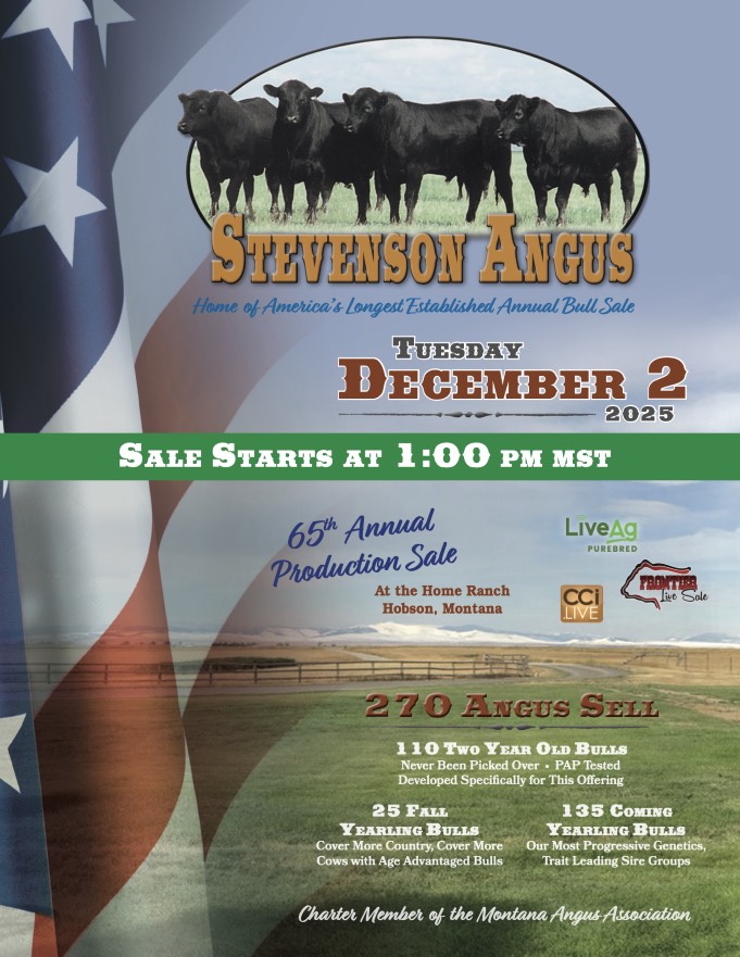 65th Stevenson Angus Bull Sale photo