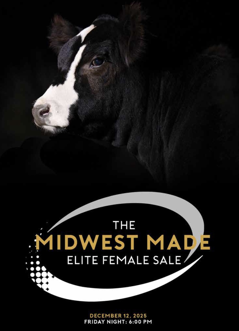 JS Simmentals Midwest Made Elite Female Sale photo