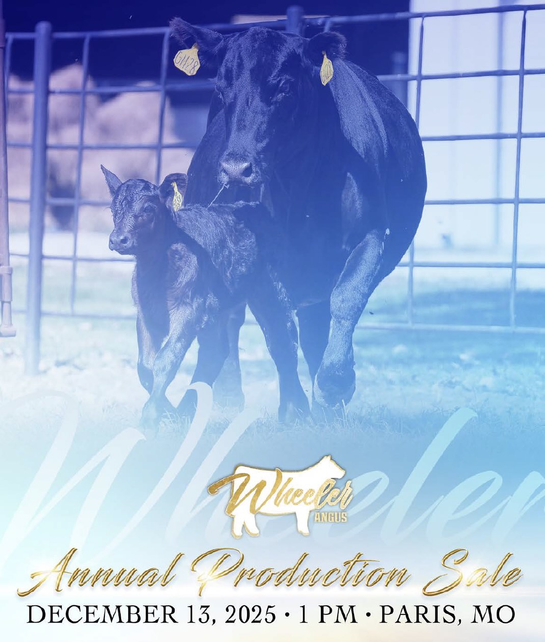 Wheeler Angus Production Sale photo