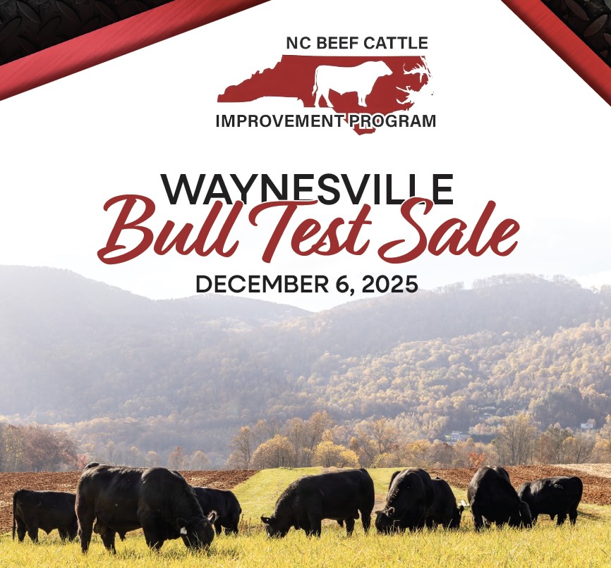 North Carolina Beef Improvement - Waynesville Sale photo