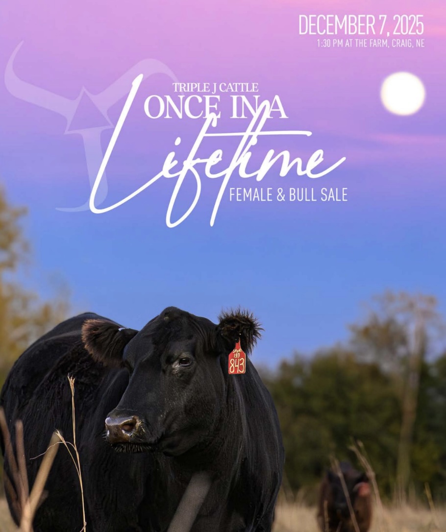 Triple J Cattle Female Sale photo