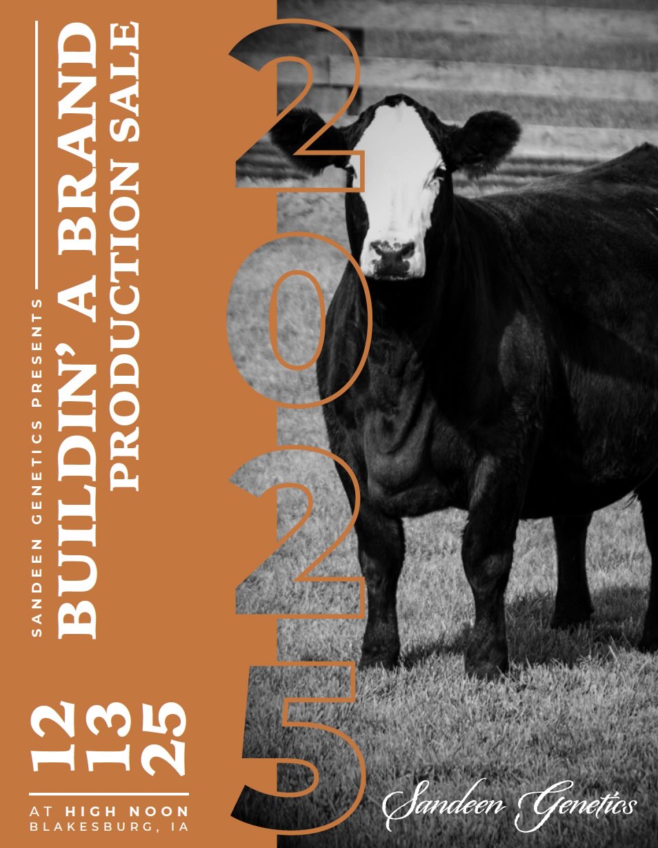 Sandeen's Buildin' a Brand Production Sale photo