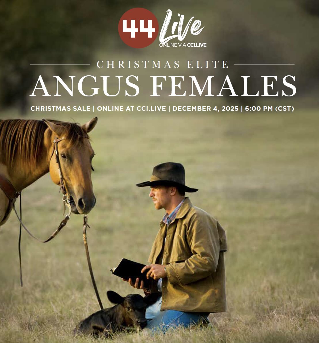 44 Farms Christmas Elite Female Sale photo