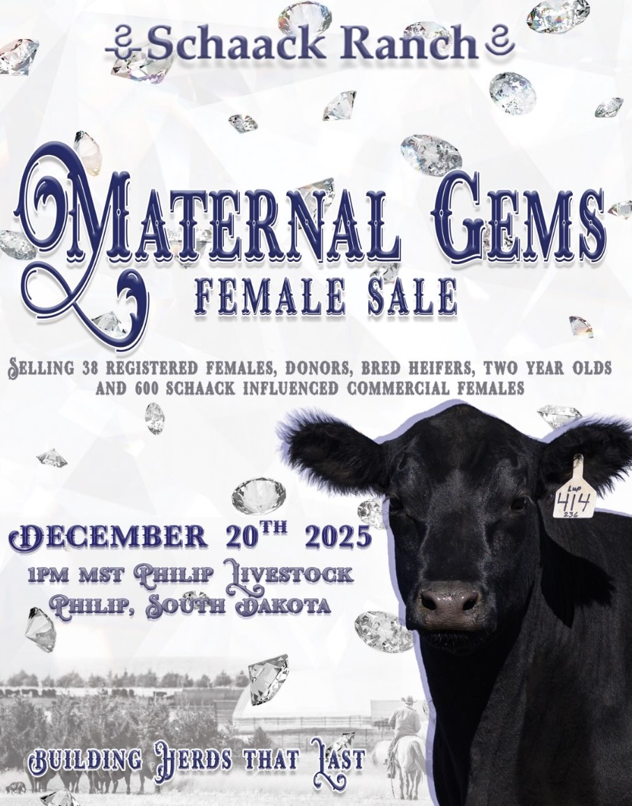 Maternal Gem Sale Schaack Ranch photo