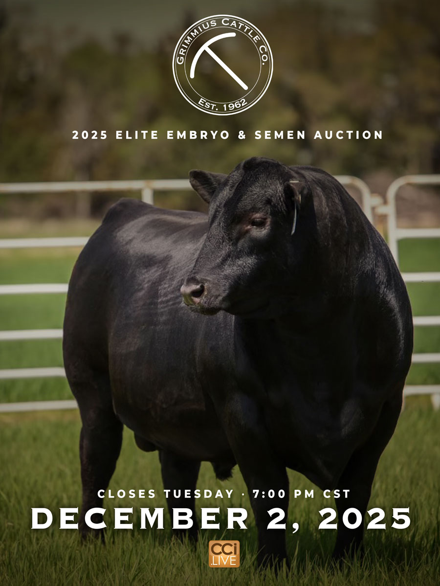 Grimmius Cattle Co Semen Auction photo