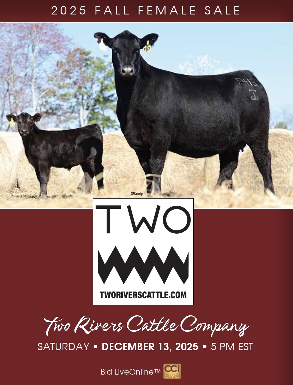 Two Rivers Cattle Company Fall Female Sale photo