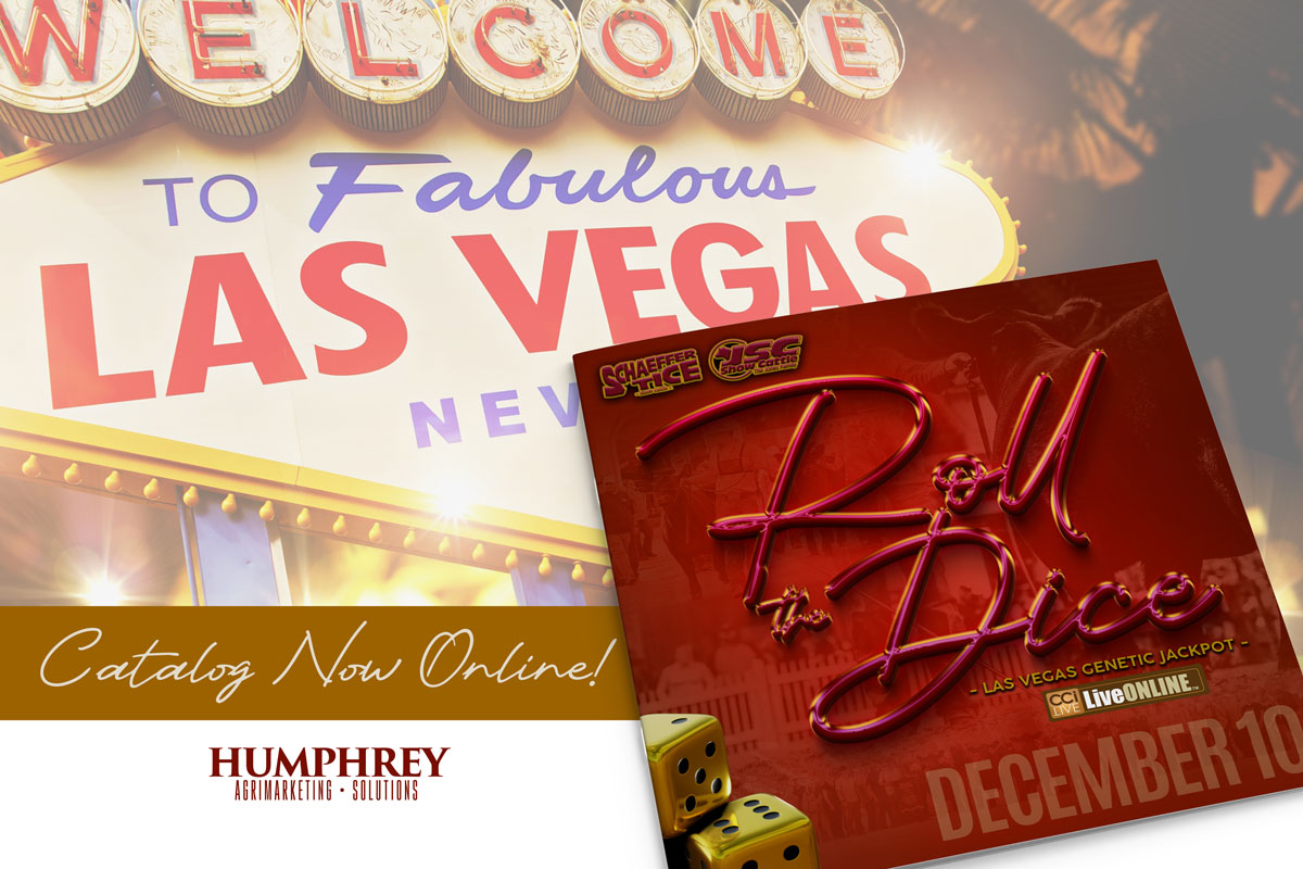 Roll the Dice Sale photo