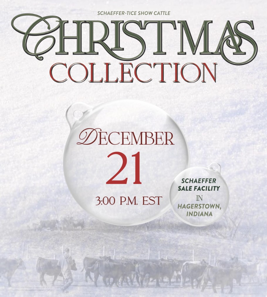 Schaeffer-Tice Show Cattle Christmas Collection photo