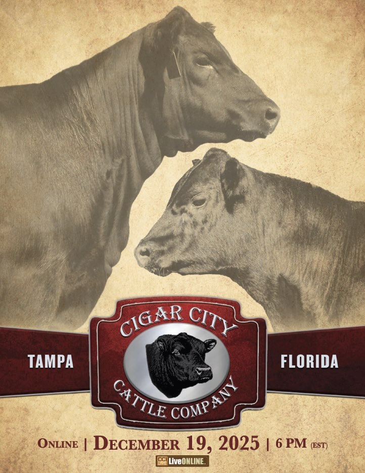 Cigar City Cattle Company photo
