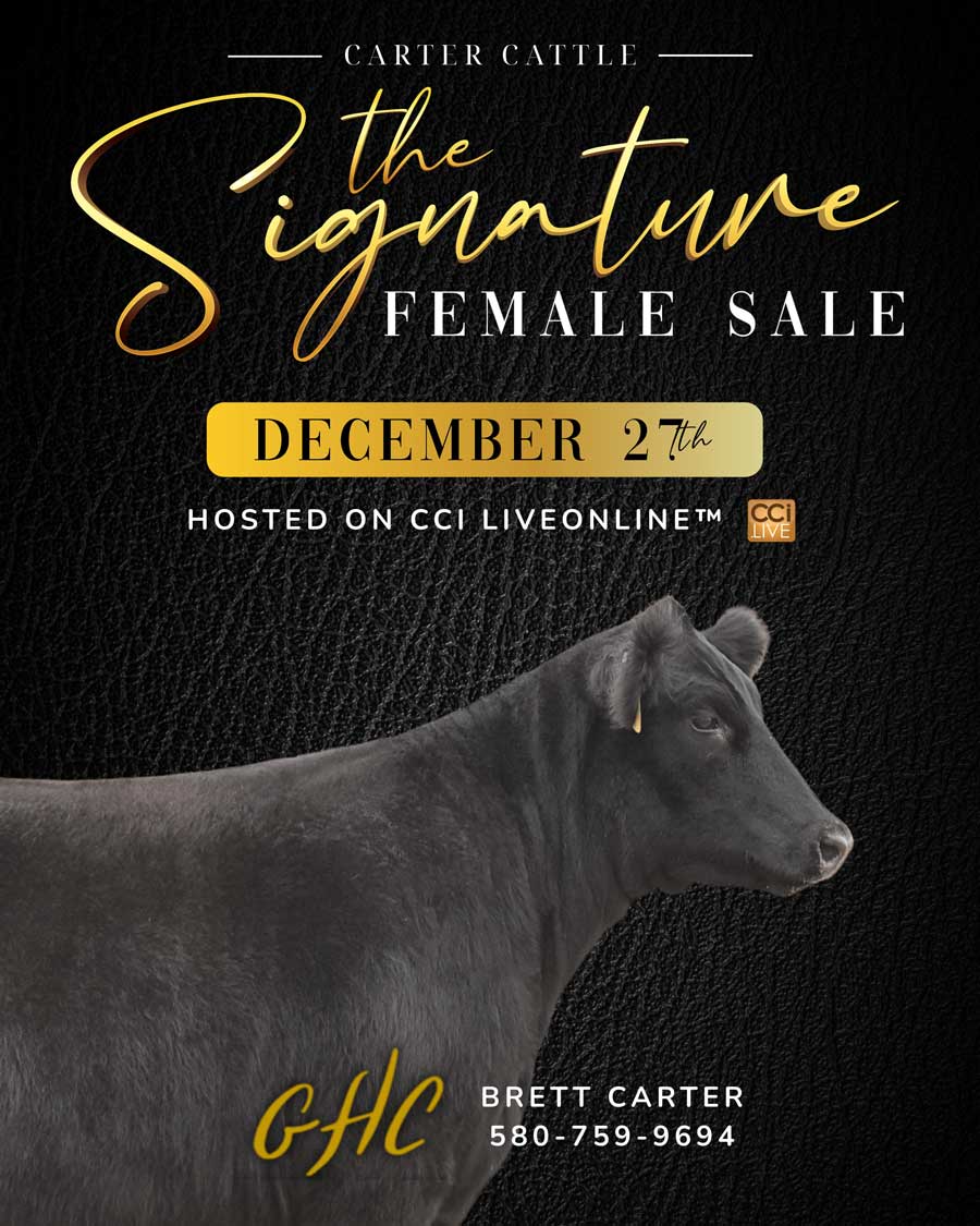 Carter Cattle The Signature Female Sale photo