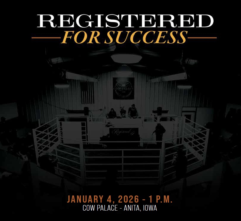 Registered for Success, Brandt Cattle Co. photo