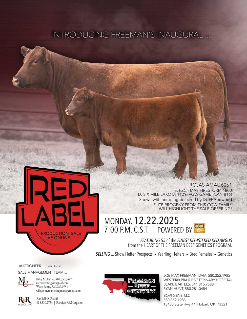 Red Label - Freeman Beef Genetics & Female Sale photo