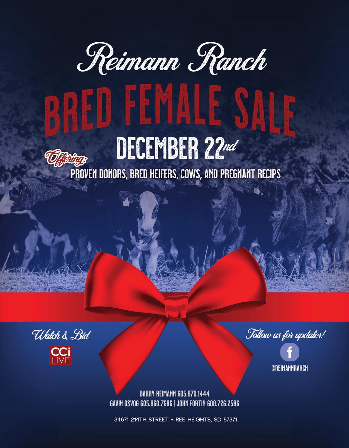 Reimann Ranches Female Sale photo