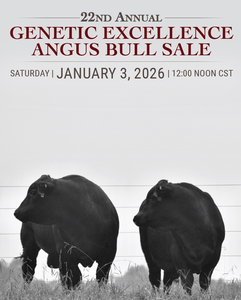 22nd Annual Genetic Excellence Angus Bull Sale photo