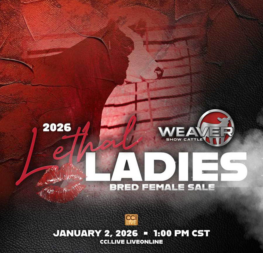 Weaver Show Cattle Lethal Ladies Bred Female Sale photo
