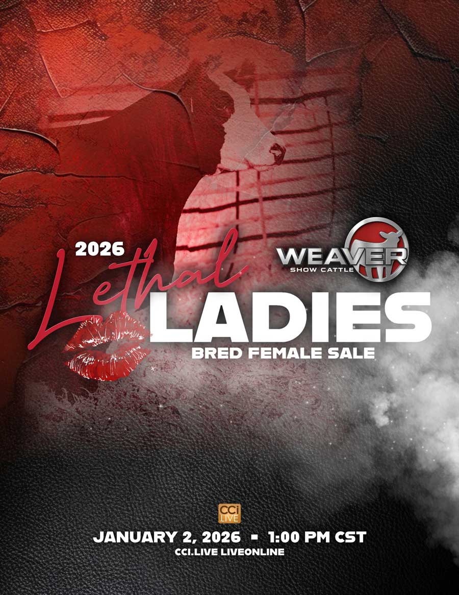 Weaver Show Cattle Lethal Ladies Bred Female Sale photo