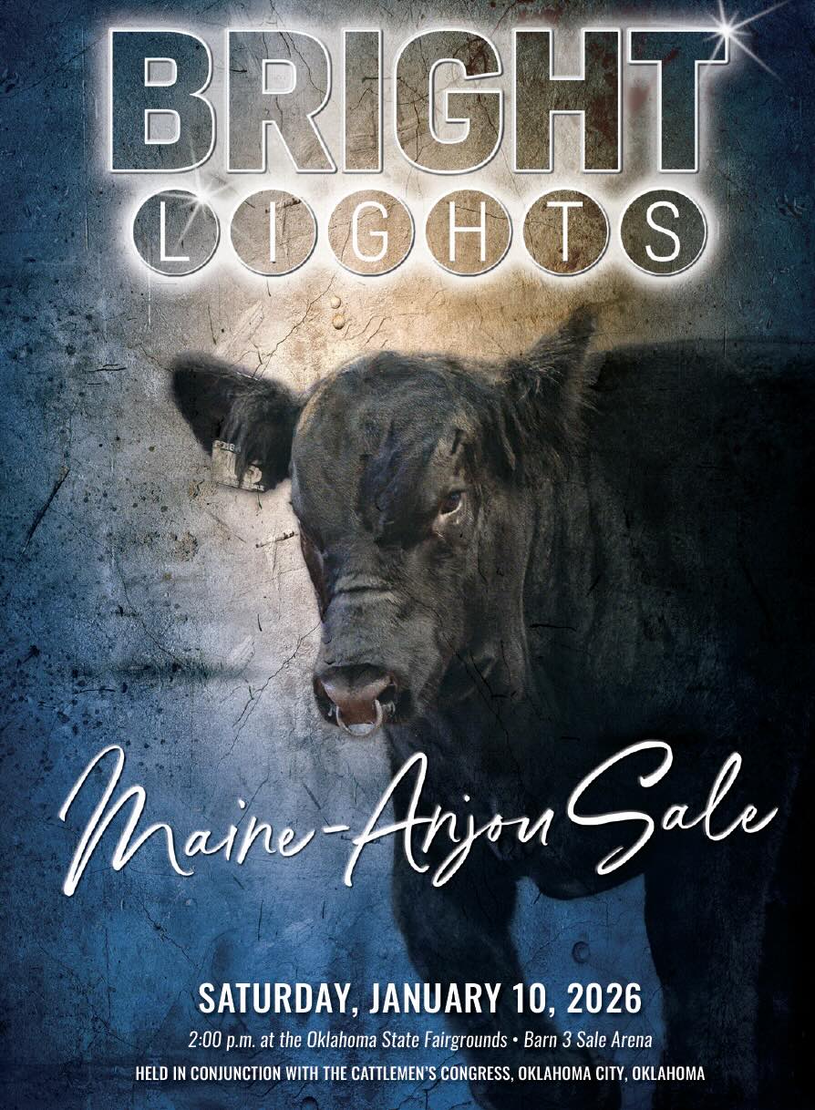 Bright Lights Maine Anjou Sale photo