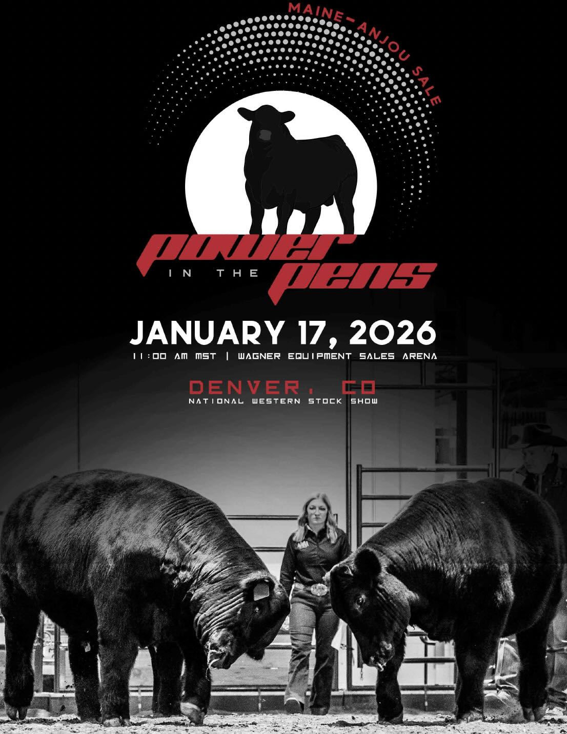 Maine-Anjou Power in The Pens photo