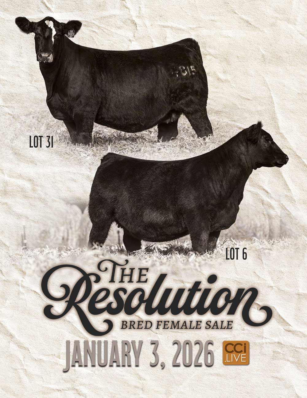 “The Resolution” Rosebud, Mosiman, Robinson Bred Female Sale photo