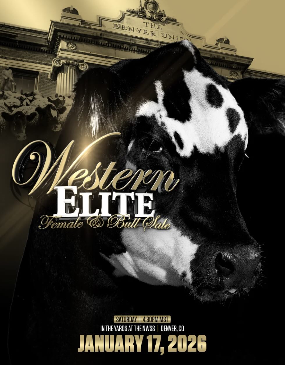 Western Elite Female & Bull Sale photo