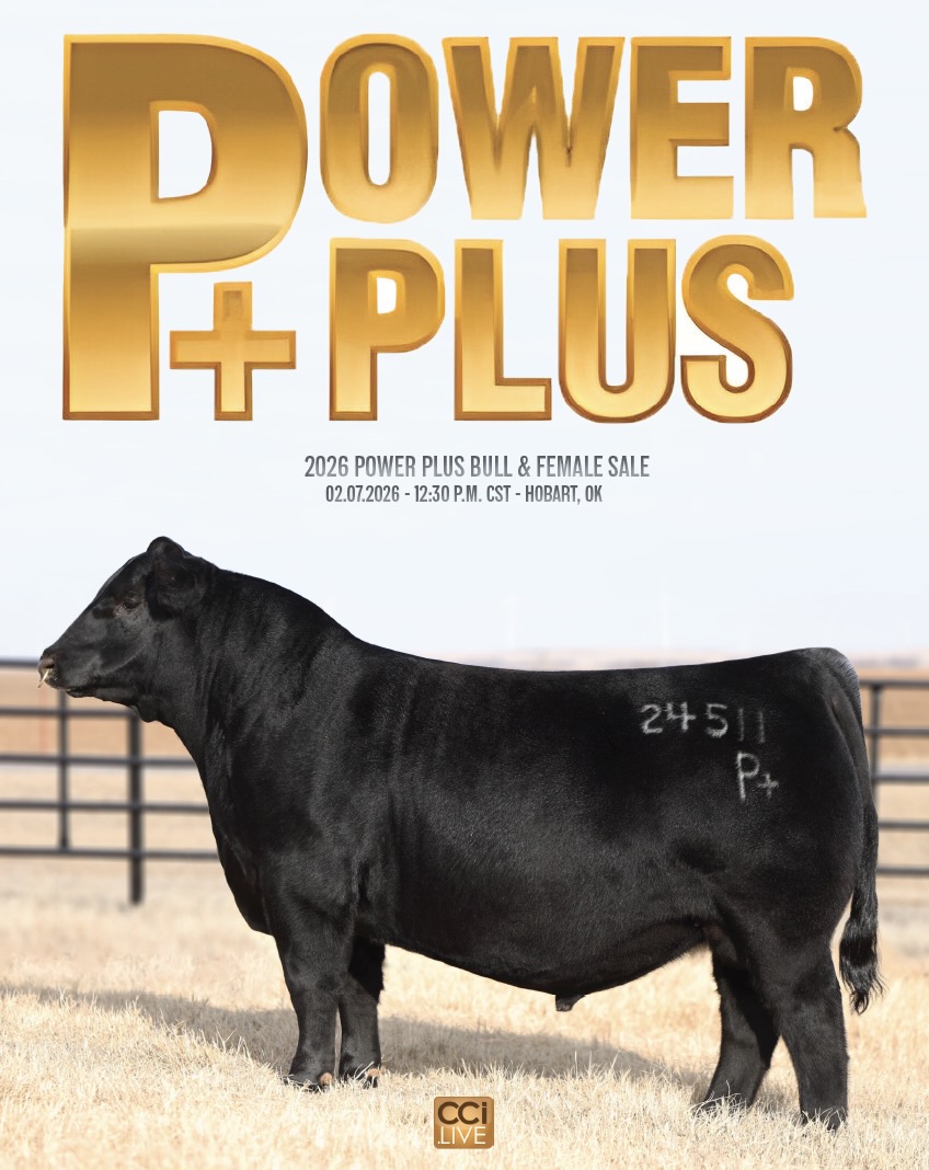 Duff Cattle Co. Power Plus Bull & Female Sale photo