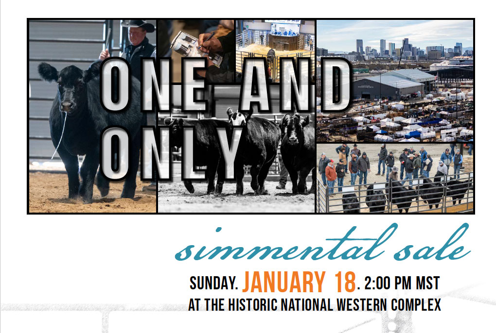 One and Only Simmental Sale NWSS photo