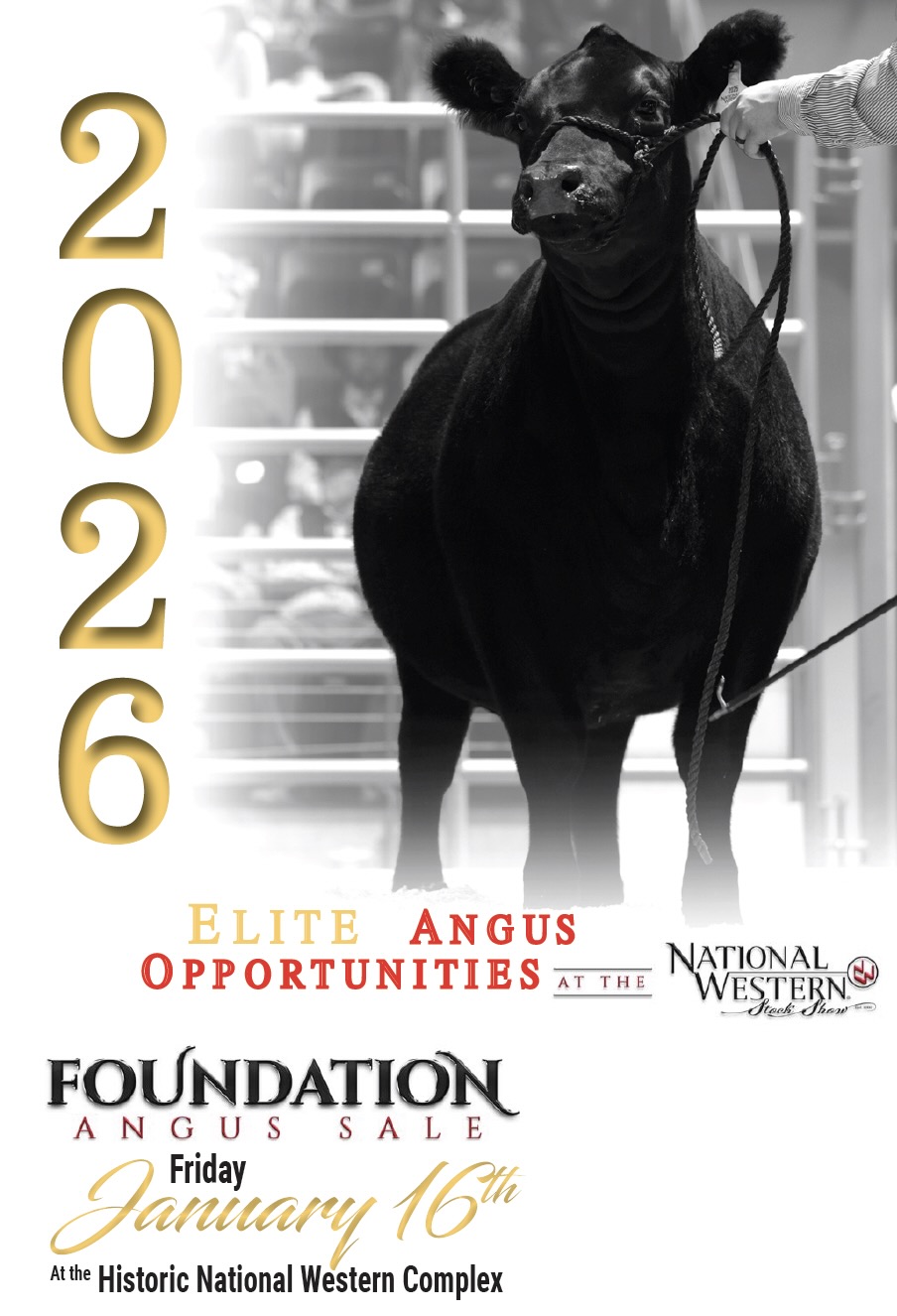 Foundation Angus Sale photo