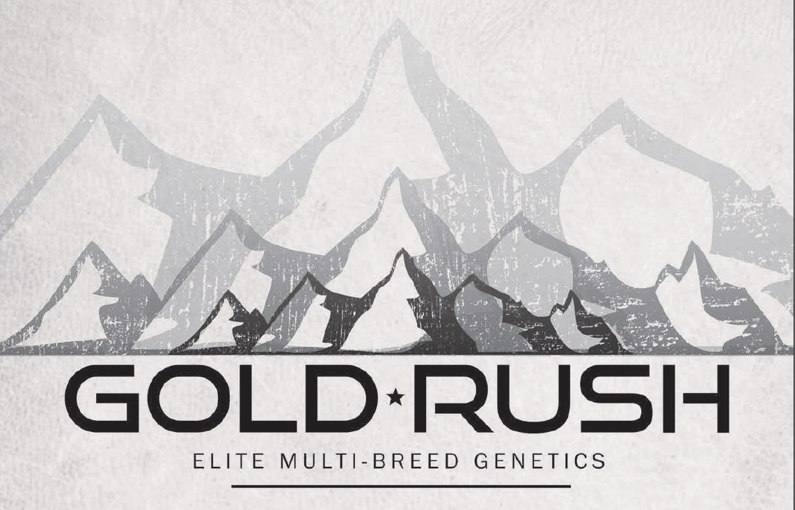 Gold Rush Elite Multi-Breed Genetics Sale photo