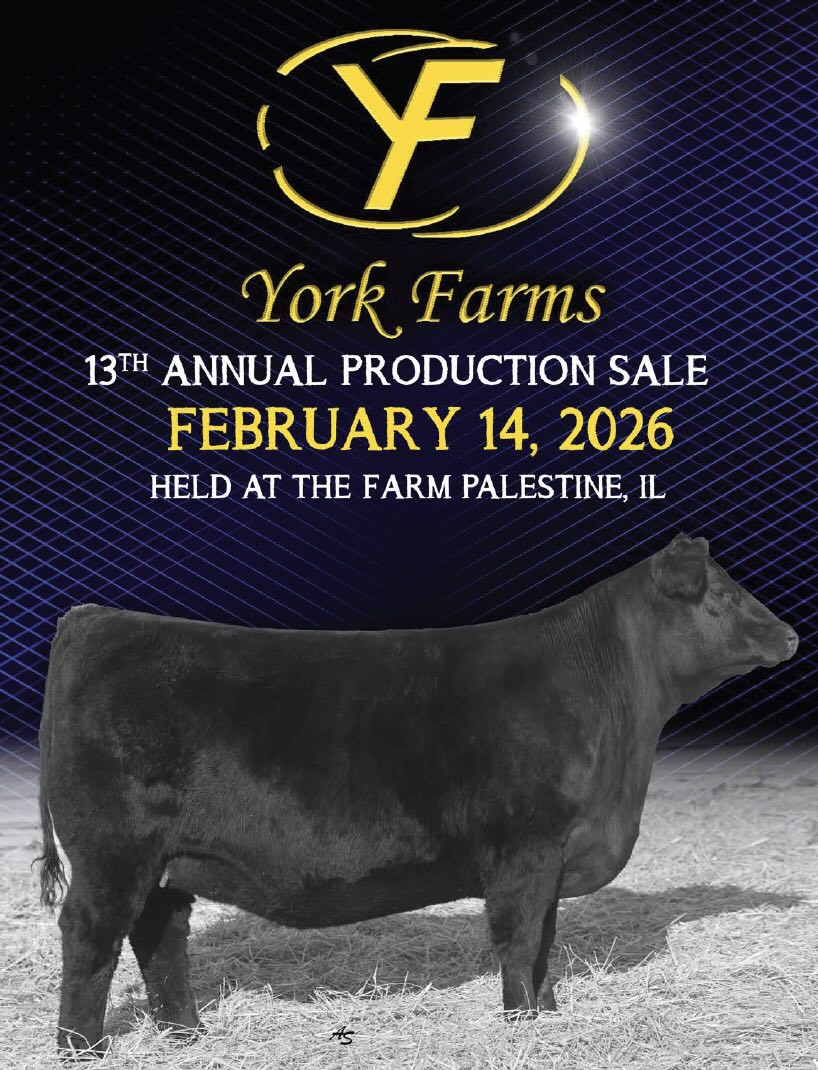 York Farms 13th Annual Production Sale photo
