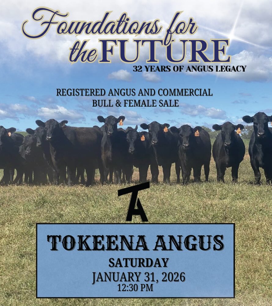 Tokeena Angus 32nd Annual Bull & Female Sale photo