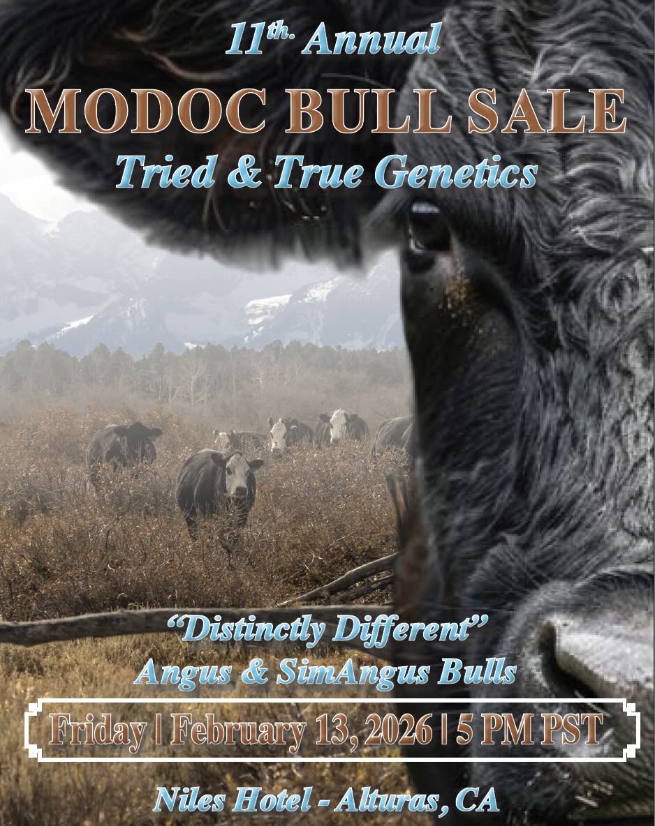 11th Annual Modoc Bull Sale photo