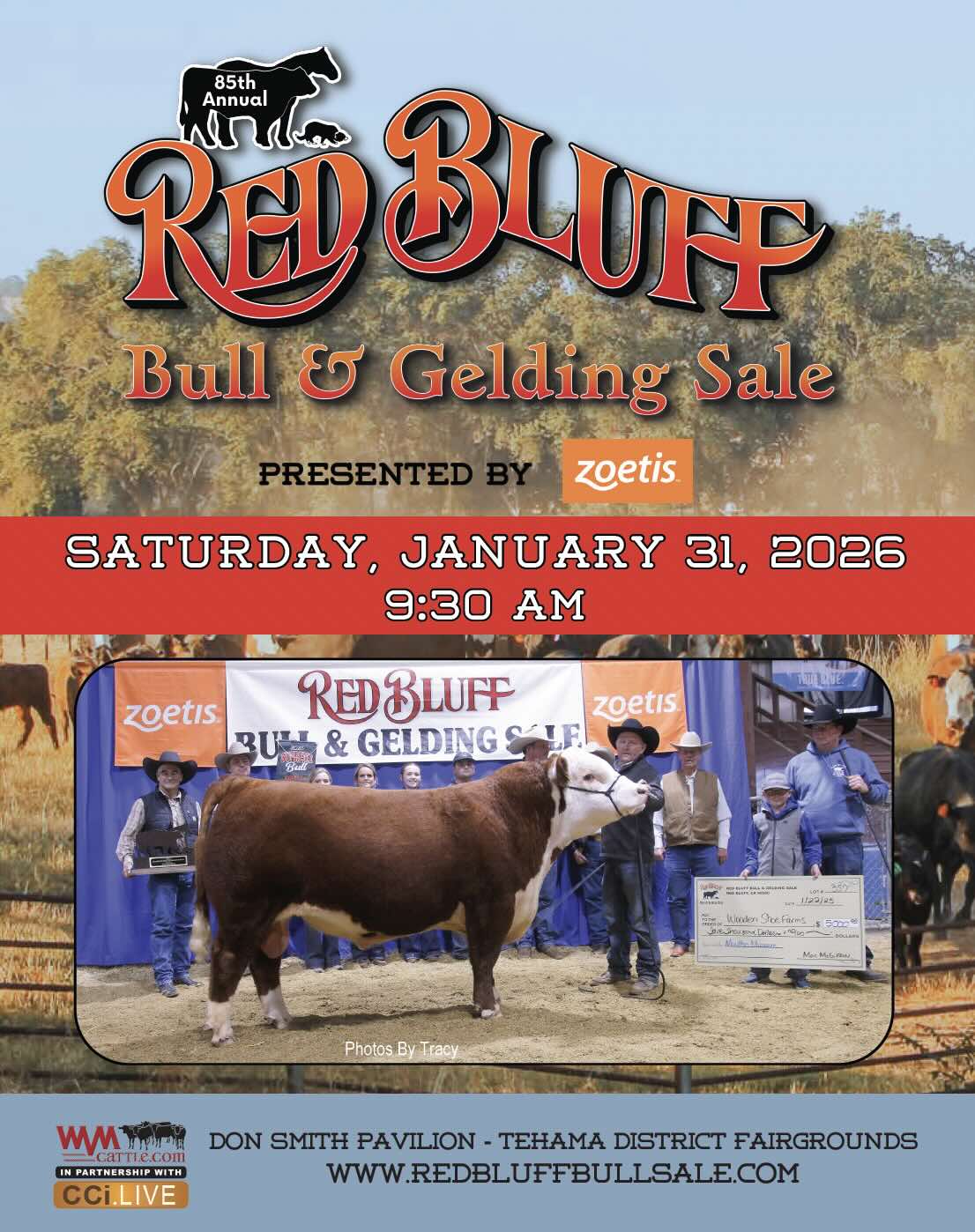 Red Bluff Bull Sale photo