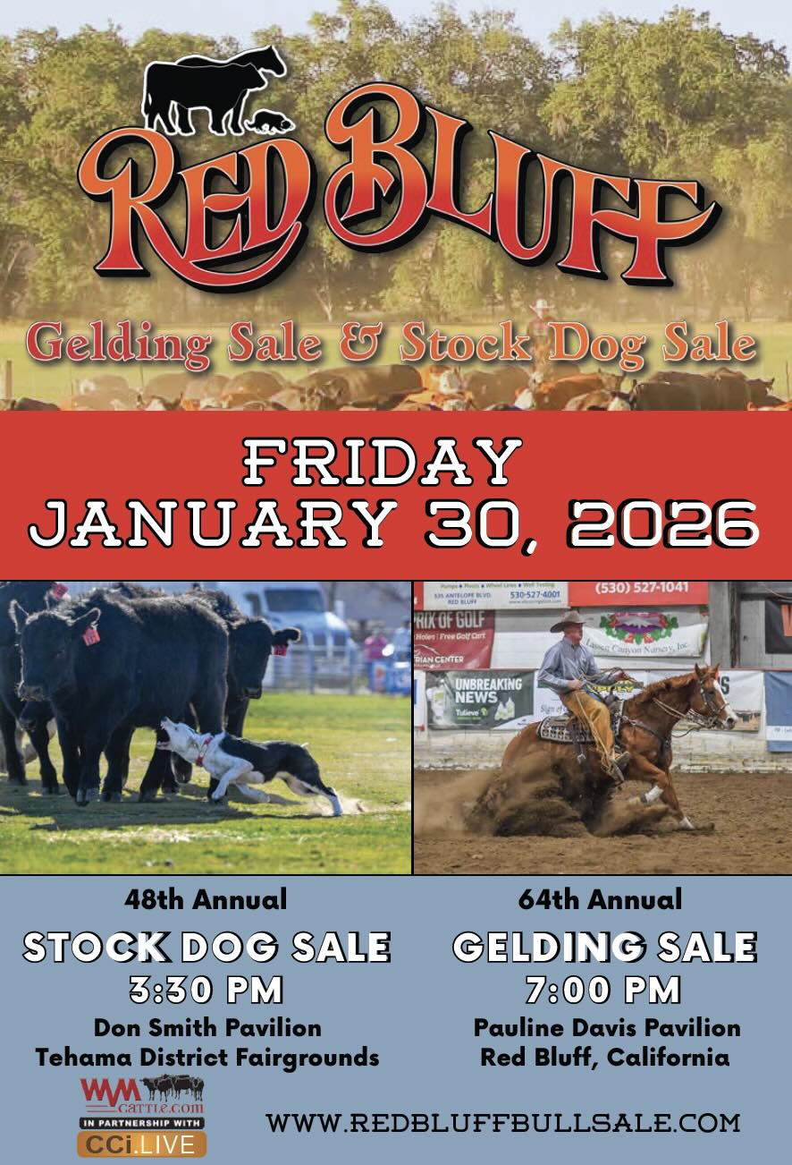 Red Bluff Gelding Sale photo