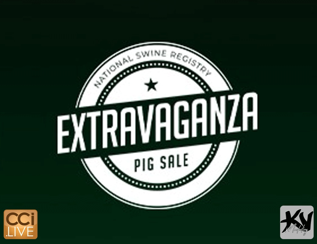 Extravaganza Pig Sale photo