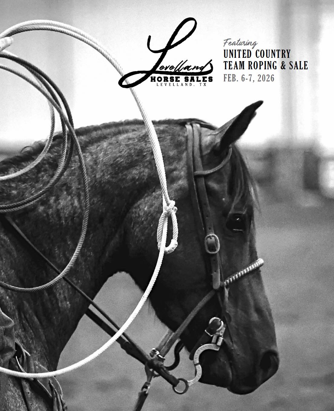 Levelland February Horse Sale photo