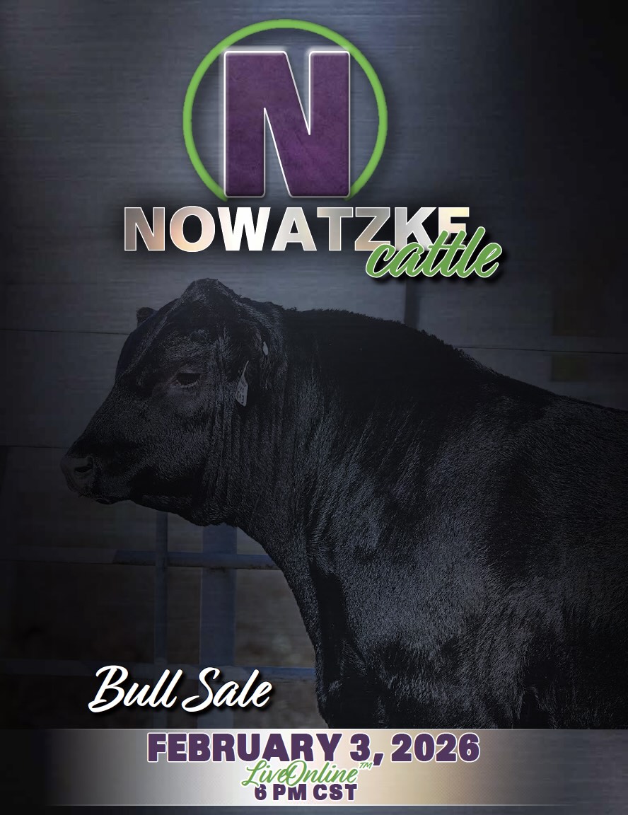 Nowatzke Cattle Bull Sale photo