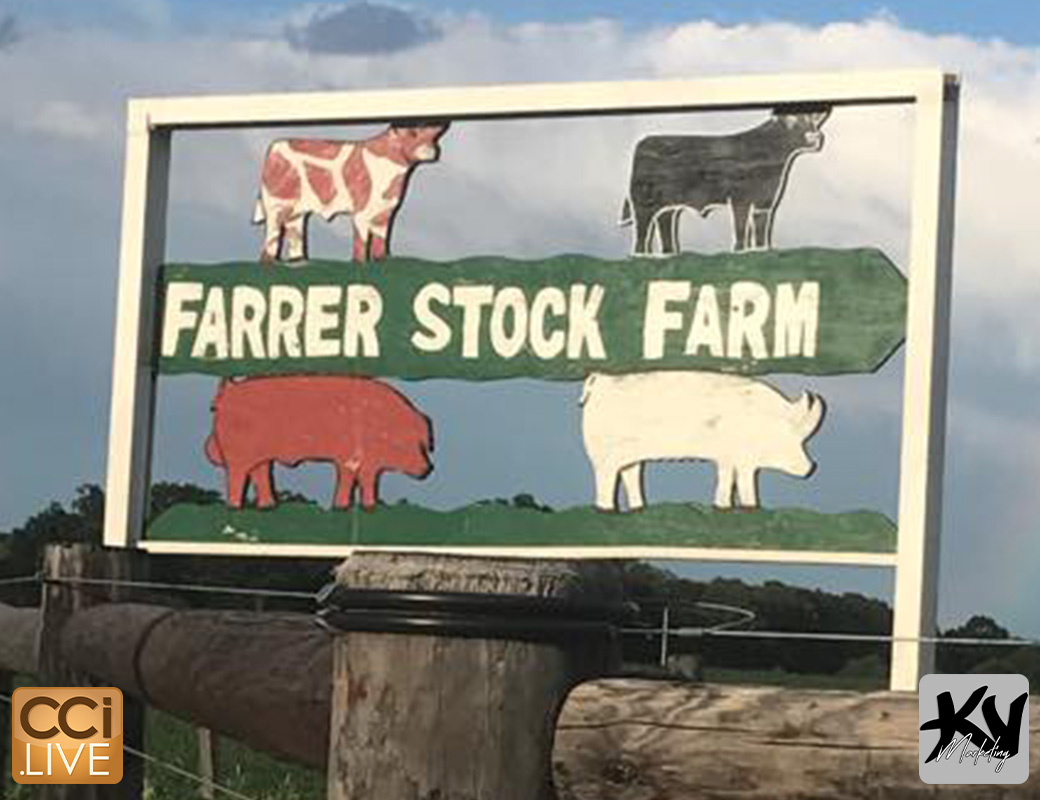 Champion Pig Sale photo