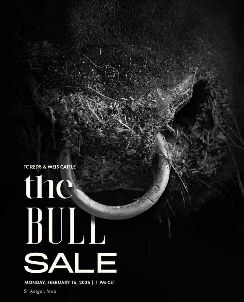 TC Reds & Weis Cattle Bull Sale photo