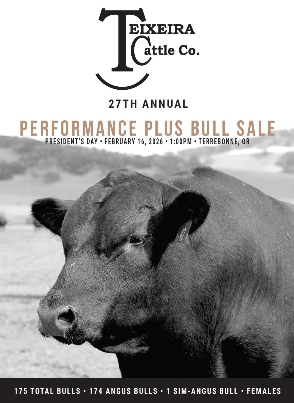 Teixeira Cattle Co. Performance Plus Bull Sale photo