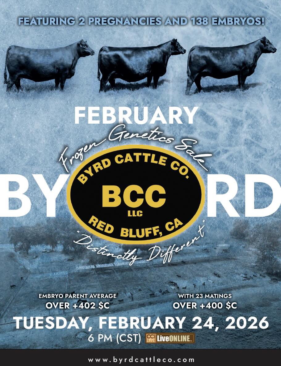 Byrd Cattle Co February Embryo Sale photo