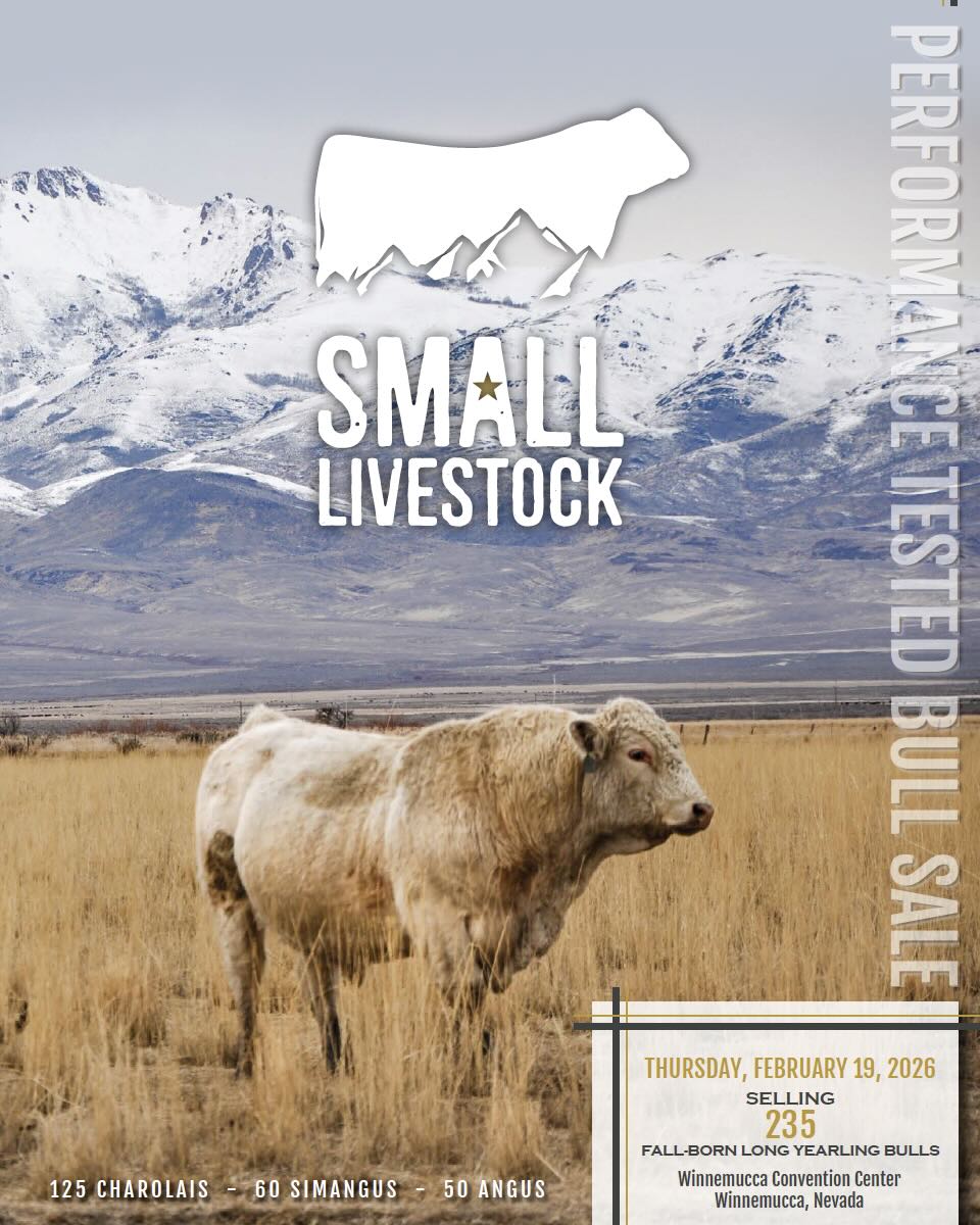Small Livestock Performance Tested Bull Sale photo
