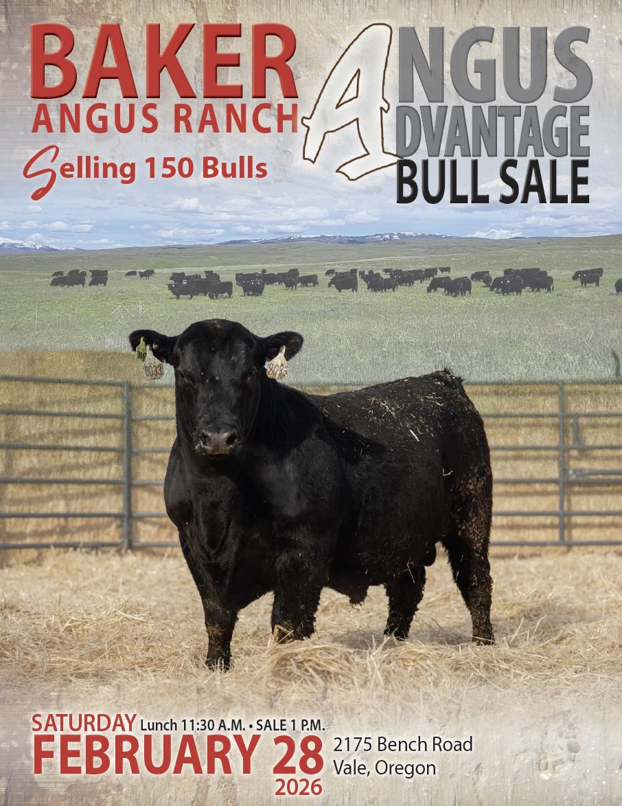 Baker Angus Advantage Bull Sale photo