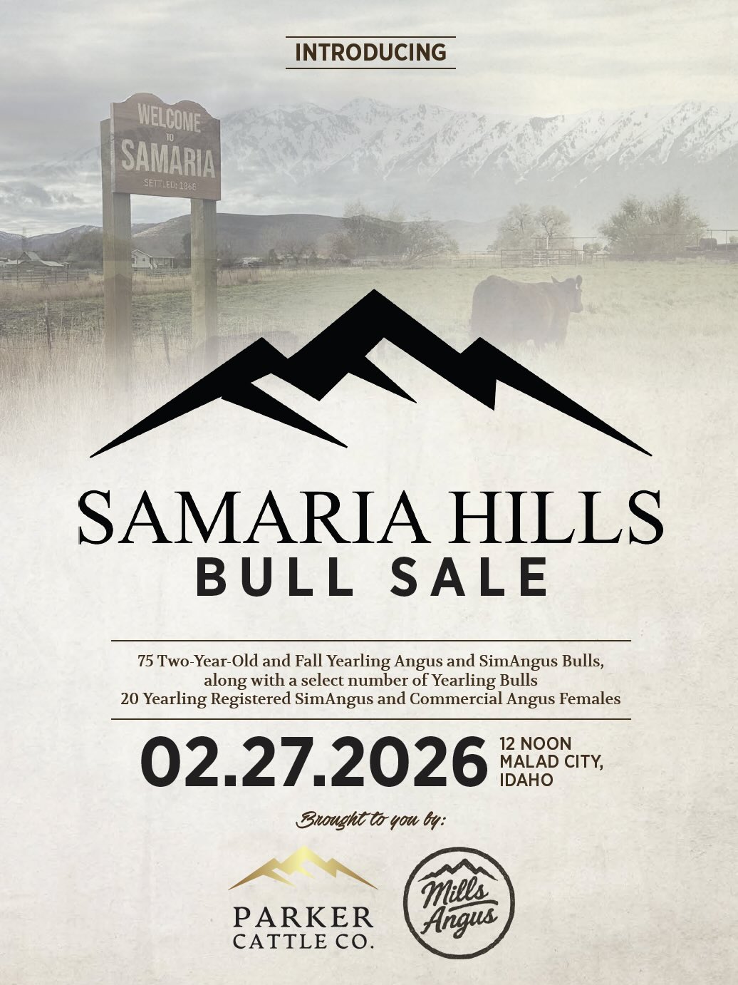 Samaria Hills Bull Sale photo