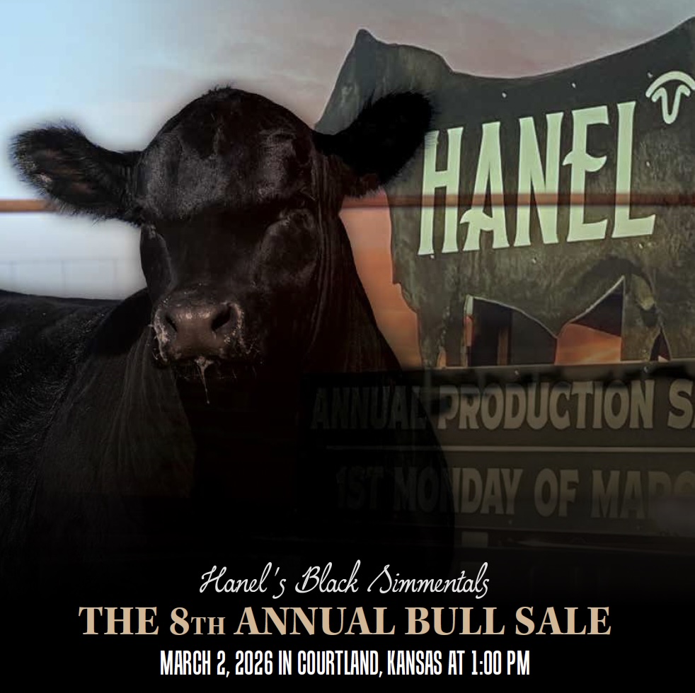 Hanel's Black Simmentals Bull Sale photo
