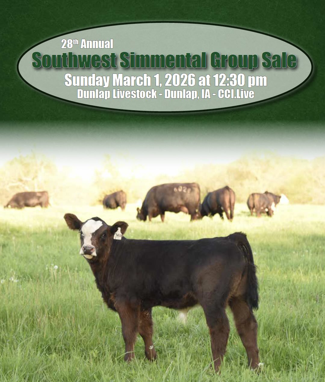 Southwest Simmental Group Sale photo