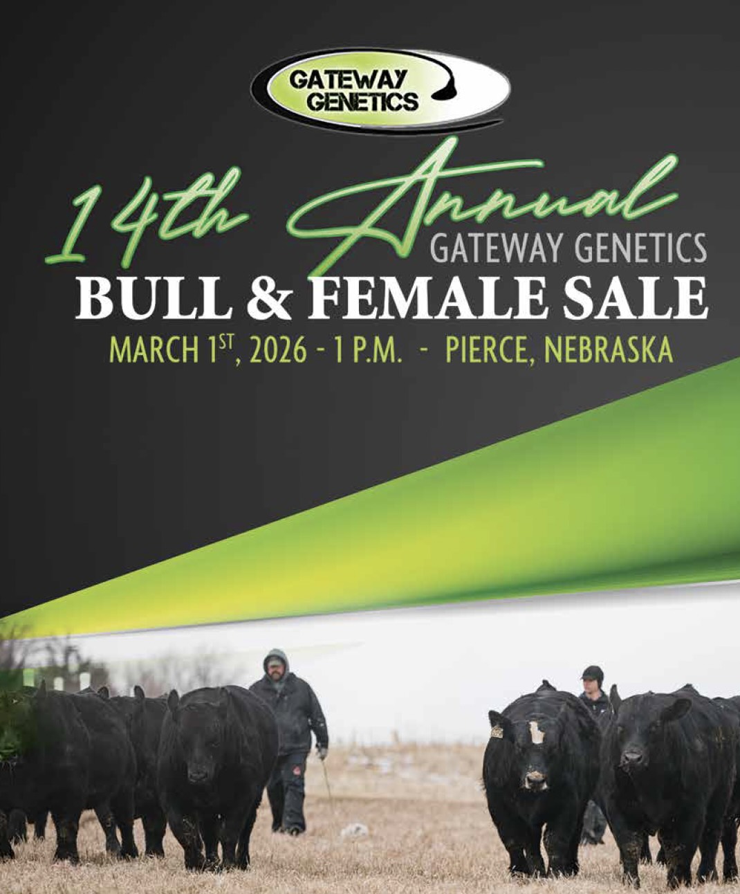 Gateway Genetics Annual Bull & Female Sale photo