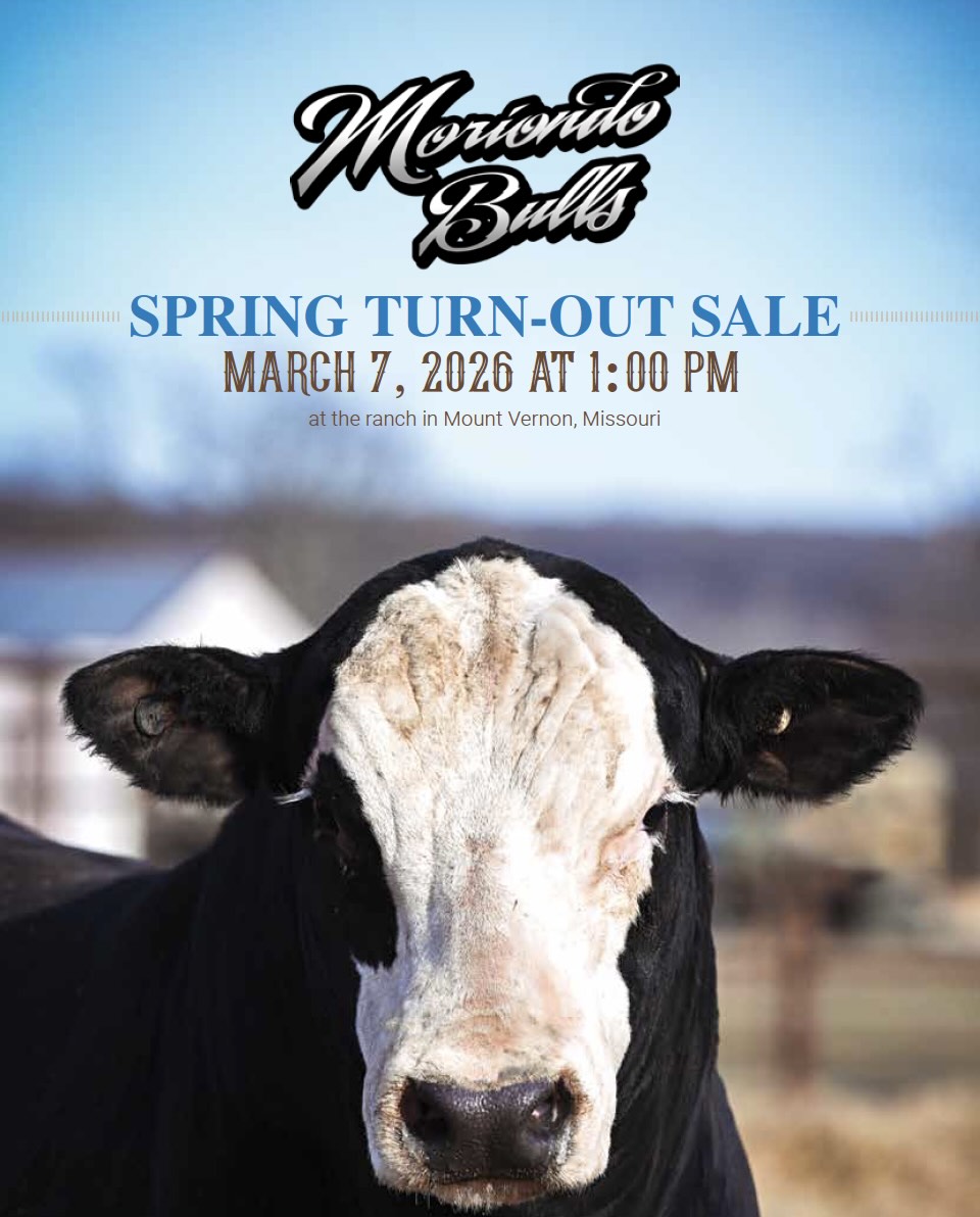 Moriondo Farms & MM Cattle Co. Spring Turn Out Sale photo