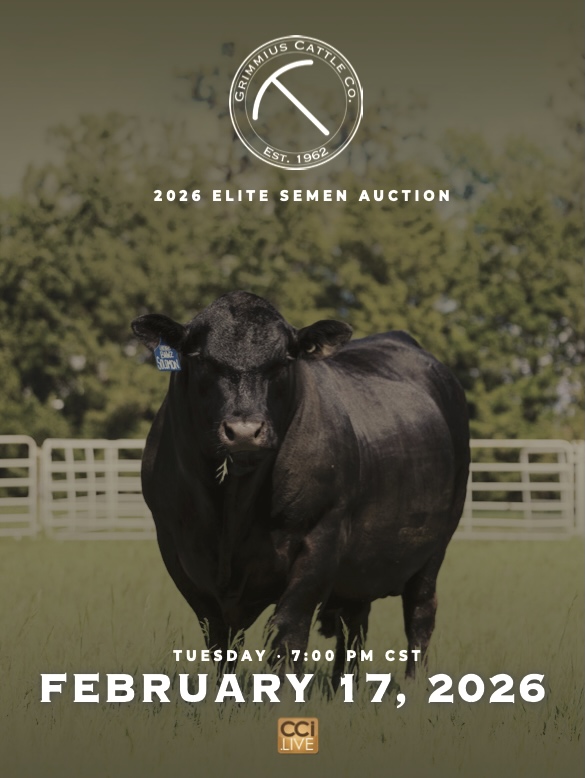 Grimmius Cattle Co February Elite Semen Auction photo